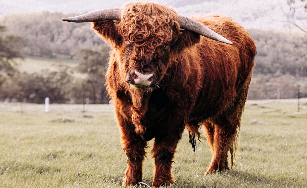 Bull stier (Rachel Claire, Pexels) Bull stier (Rachel Claire, Pexels)